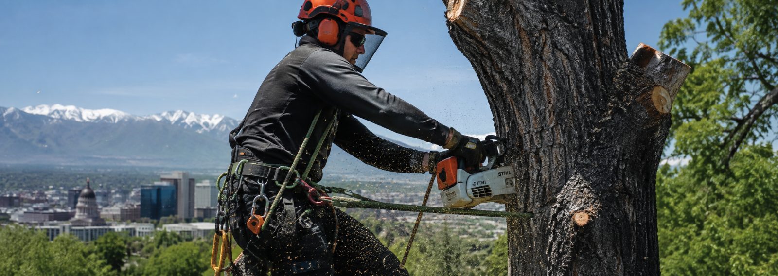 Tree Removal in Salt Lake City, UT